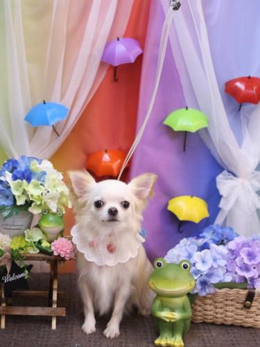 20230620うくちゃん